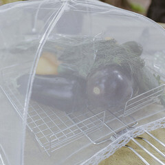 Сетка для защиты продуктов от насекомых Boyscout 41х41 см - фото 2