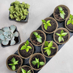 Набор для рассады 9 Помидоров и 1 Огурец 10 ячеек с торфяными горшками 210х555х110 мм - фото 2