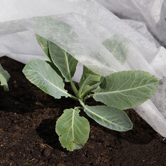 Укрывной материал для укрытия растений на грядке Удача 30 г/кв.м УФ стабилизатор 3.2х10 м белый - фото 2