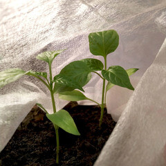 Укрывной материал универсальный Удача 40 г/кв.м УФ стабилизатор 3.2х10 м белый - фото 2