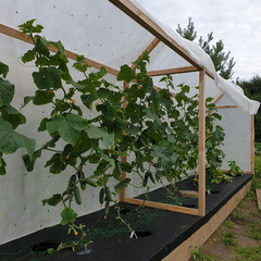 Укрывной материал для укрытия парников Удача 60 г/кв.м УФ стабилизатор 3.2х10 м белый - фото 2