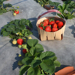 Укрывной материал Агротекс Агрогекса мульчирующий 80 г/кв.м УФ стабилизатор 1.6х5 м черно-белый - фото 2