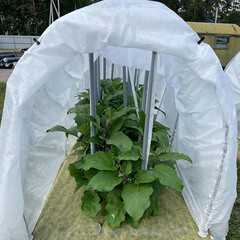 Укрывной материал Агротекс Агрогекса МИКС 60 г/кв.м УФ стабилизатор антиконденсатный 3х10 м белый - фото 2