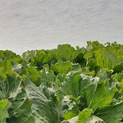 Укрывной материал для укрытия рассады Удача 15 г/кв.м УФ стабилизатор 1,6х10 м белый - фото 4