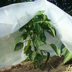 Укрывной материал для укрытия растений на грядке Удача 27 г/кв.м УФ стабилизатор 1,6х10 м белый - фото 4