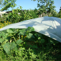 Укрывной материал универсальный Удача 36 г/кв.м УФ стабилизатор 1,6х10 м белый - фото 2