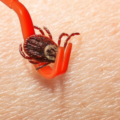 Удалитель клещей Help (2 шт.) - фото 2