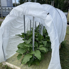 Укрывной материал для парников Агротекс Сад 60 г/кв.м УФ стабилизатор антиконденсатный 3х50 м белый - фото 3