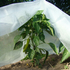 Укрывной материал для растений на грядке Агротекс Сад 30 г/кв.м УФ стабилизатор 1,6х20 м белый - фото 3