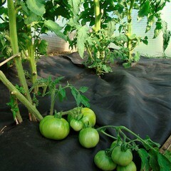 Укрывной материал для защиты от сорняков Агротекс Сад 60 г/кв.м УФ стабилизатор 0,8х10 м черный - фото 3