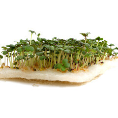 Набор ковриков для выращивания микрозелени 160х100х5 мм Garden Show (4 шт.) - фото 3