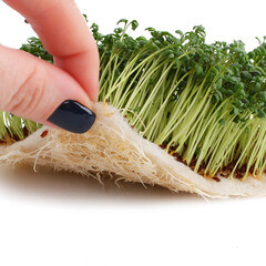 Набор ковриков для выращивания микрозелени 160х100х5 мм Garden Show (4 шт.) - фото 6