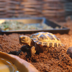 Субстрат Garden Show универсальный кокосовый 10 л - фото 6