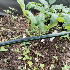 Трубка для капельного полива 50 м однослойная Irritime ПВХ (1893614) - фото 3