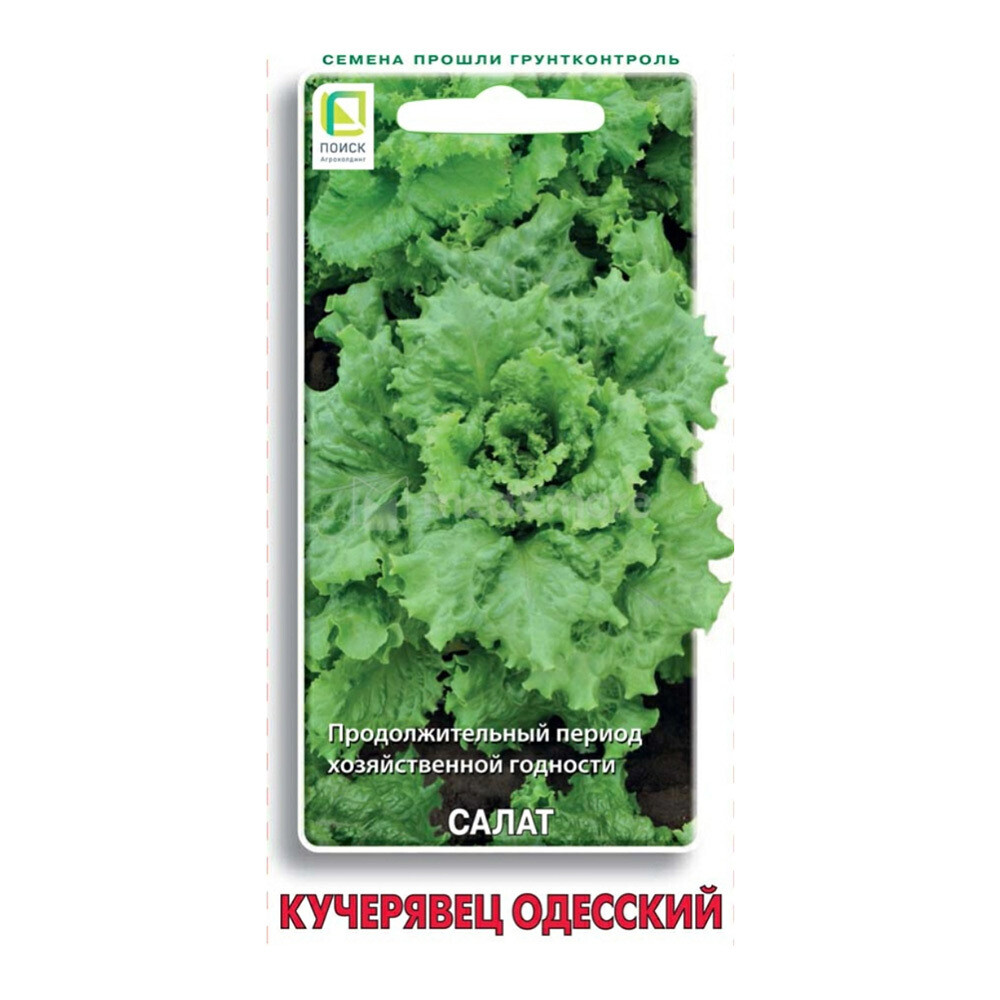 Изображение товара Салат Кучерявец Одесский Поиск 1 г