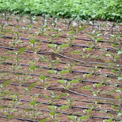 Лента для капельного полива d16 мм х 50 м MasterProf полиэтиленовая с эмиттерами (ДС.060105) - фото 2