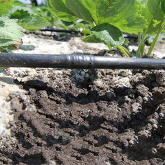 Трубка для капельного полива 25 м MasterProf полиэтиленовая с эмиттерами (ДС.071456) - фото 3