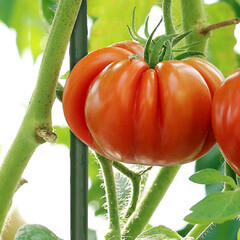 Опора для растений Garden Show металлическая 750 мм (266436) - фото 3