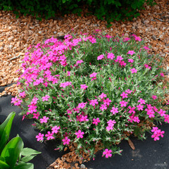 Укрывной материал Агротекс Гео 90 г/кв.м УФ стабилизатор 0,8х12 м черный - фото 4