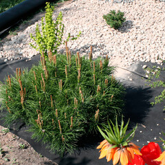 Укрывной материал Агротекс Гео 120 г/кв.м УФ стабилизатор 0,8х12 м черный - фото 2