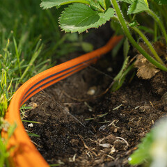 Шланг для капельного полива сочащийся однослойный Daewoo ПВХ (DWH 1108) - фото 3